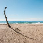 Foto semanal: Árbol en la playade Antonio Martínez Corral