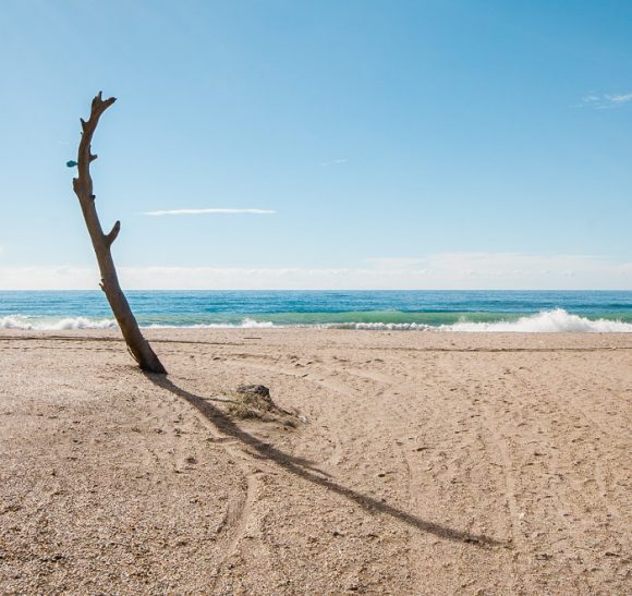 Foto semanal: Árbol en la playade Antonio Martínez Corral