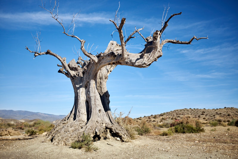 El desierto de Tabernas [06/14]