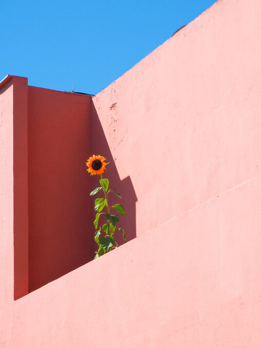 Girasol en una terraza de Cabo de Gata