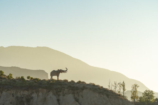 Elefante, una foto de Antonio Martínez para instantes.net