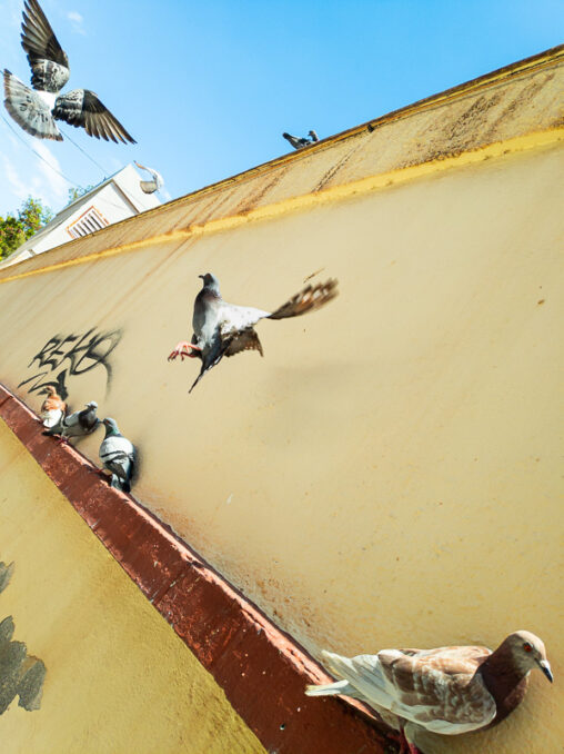 Foto titulada "Fases de vuelo" tomada por Antonio Martínez del blog instantes.net