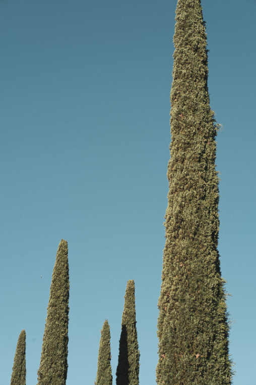 Árbol (1) - Árboles en el parque Federico García Lorca de Granada