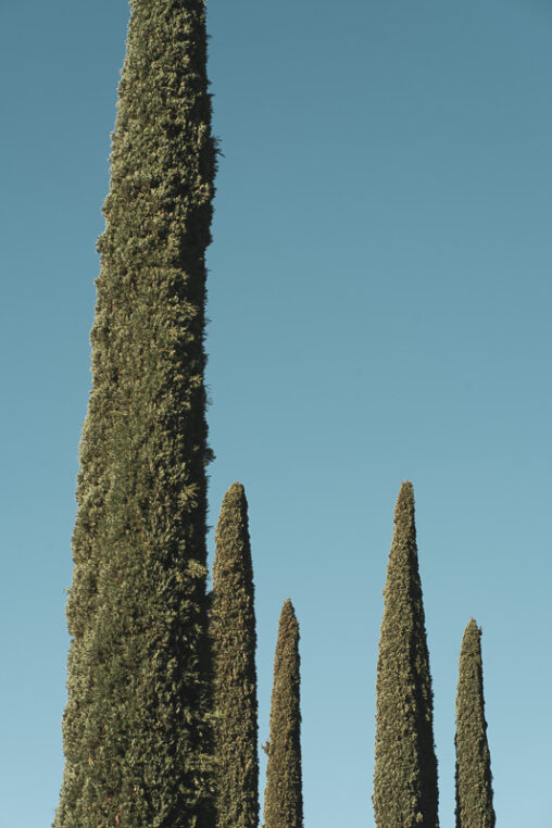 Árbol (2) - Árboles en el parque Federico García Lorca de Granada